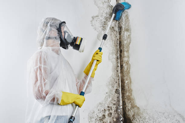 Best Mold Damage Restoration  in Spokane, WA