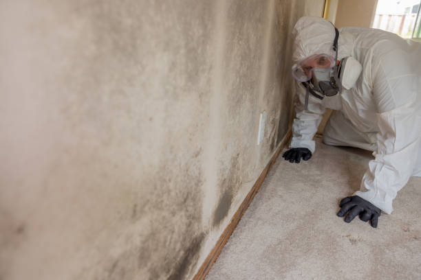 Reliable Spokane, WA Mold Inspection Solutions